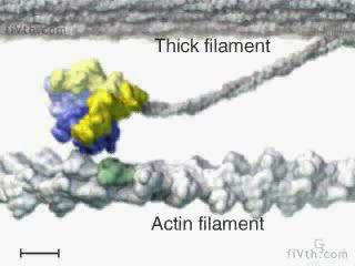 receptor (GPCR) ligandum heterotrimer G-