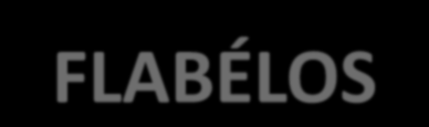 FLABÉLOS