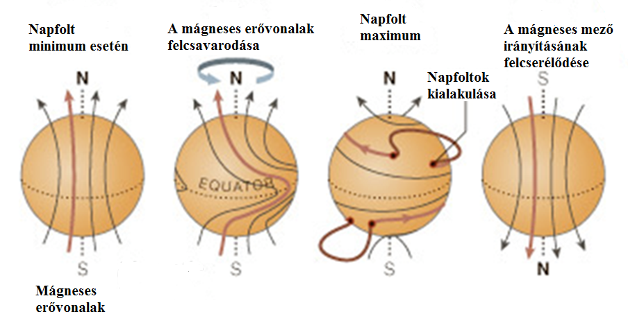 felszínen viszont differenciális rotáció jelensége figyelhető meg, azaz a Nap egyenlítője más szögsebességgel (gyorsabban) forog, mint a pólusokhoz közeli tartományok.