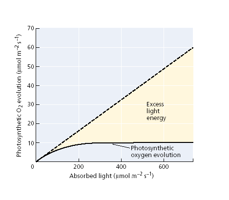 -2 s -1 1 0 A P D A D P hajnalban délben este Az A/P arányt befolyásoló tényezık: Fényadaptáció (anatómiai/fiziológiai) CO 2 fixáció típusa (C3/C4) és fényhasznosítási hatékonysága Stressz tényezık