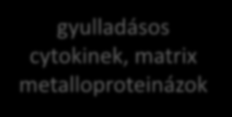 OBESITAS zsírlerakódás DIABETES hyperglycaemia PARODONTITIS ÉS DIABETES KÖLCSÖNHATÁSA adipokinek glikációs termékek fokozott cytokin termelés PMN