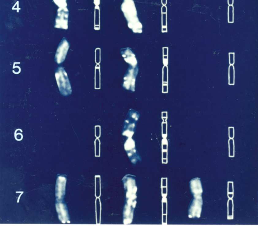 A B-genom kromoszómái nagy mennyiségű heterokromatint tartalmaznak, ez abban jut kifejeződésre, hogy sok sáv figyelhető meg rajtuk. 10 µm 4.7. ábra.