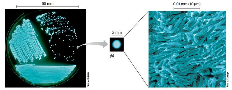 A mikrobiológia tudománya Biolumineszkáló Photobacterium tenyészet Petri-csészében 1 baktérium telep (~10 7 sejt) Photobacterium sejtek - SEM felvétel