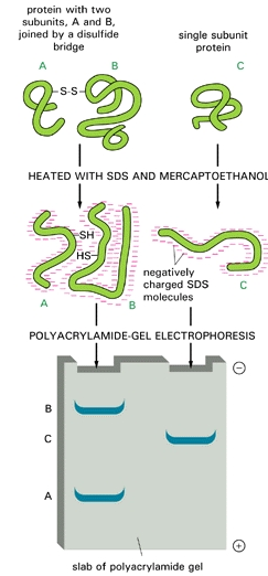 SDS-PAGE Redukáló SDS-PAGE az SDS és a redukálószerek denaturált állapotban tartják a polipeptideket a fehérjék elektroforetikus mobilitását elsősorban molekulatömegük határozza meg a fehérjéket az