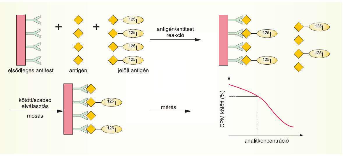 Heterogén immunesszék I - A nyomjelző anyagot tartalmazó Ag vagy At szilárd fázishoz kötve, a nem kötött jelzett anyagot eltávolítjuk 1.