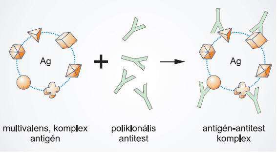 Ellenanyagok I Poliklonális ellenanyag Állatok immunizációja