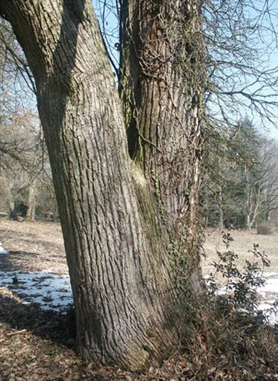 Castanea sativa