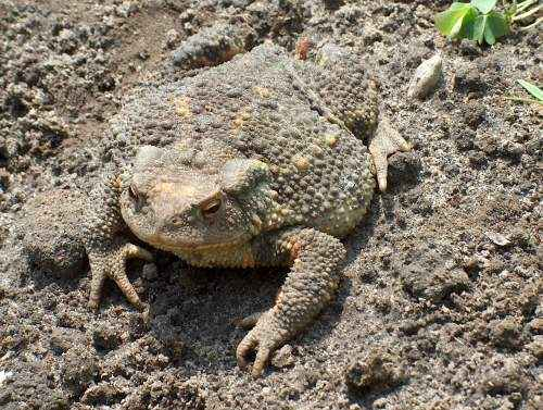 foltos szalamandra. Farkatlan kétéltűek vagy békák, pl.