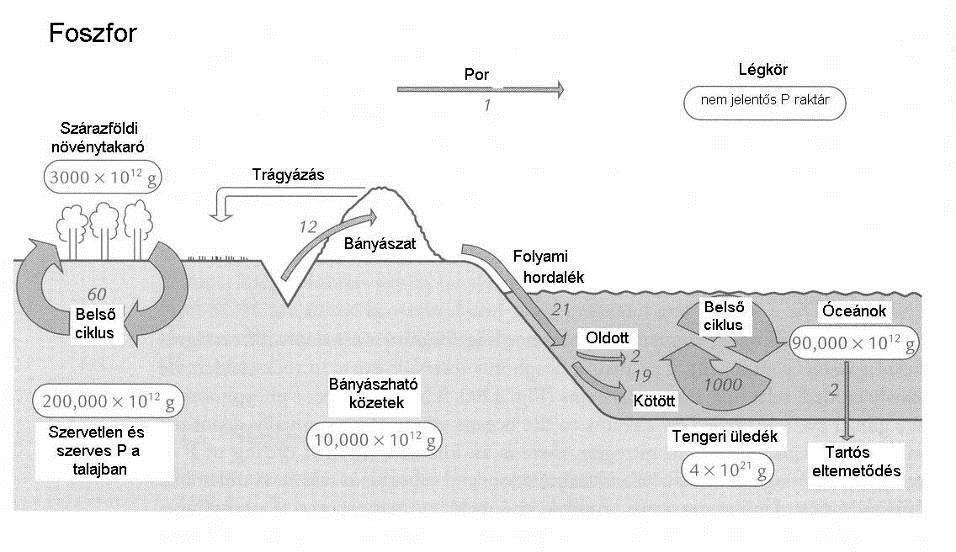 A foszfor (P) körforgása - üledékes ciklus - légköri komponens jelentéktelen -