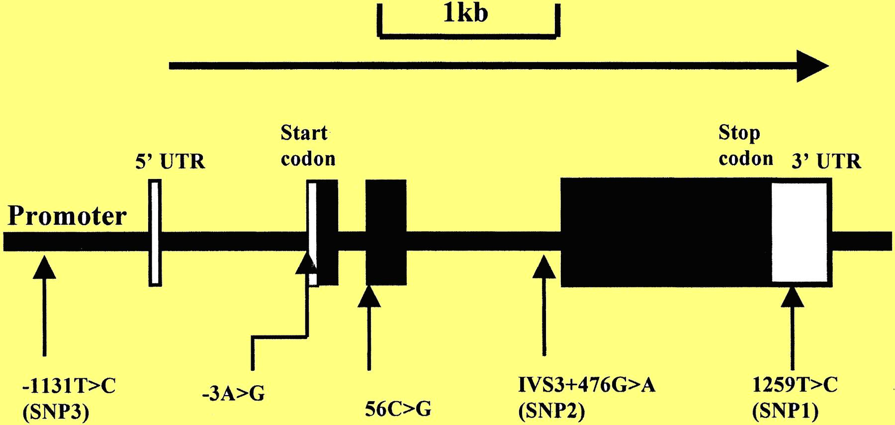 3. táblázat. Az Apolipoprotein A5 (APOA5) gén haplotípusai. *a pirossal jelölt betűk a variánst jelentik.