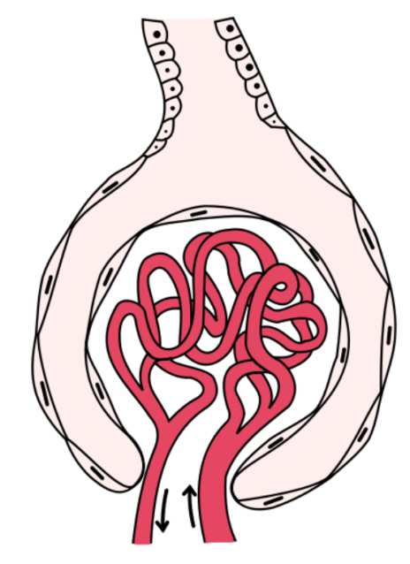 A sima felszínű ER funkciói: Ca 2+ tárolás és felszabadítás biokémiai reakciók (lipidek, koleszterin, szteroid hormonok bioszintézise, glükoneogenezis (glükóz-6-foszfát glükóz)) detoxifikáció