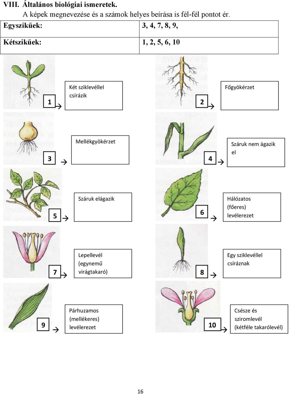 3 4 Száruk nem ágazik el 5 Száruk elágazik 6 Hálózatos (főeres) levélerezet Lepellevél (egynemű 7 virágtakaró)