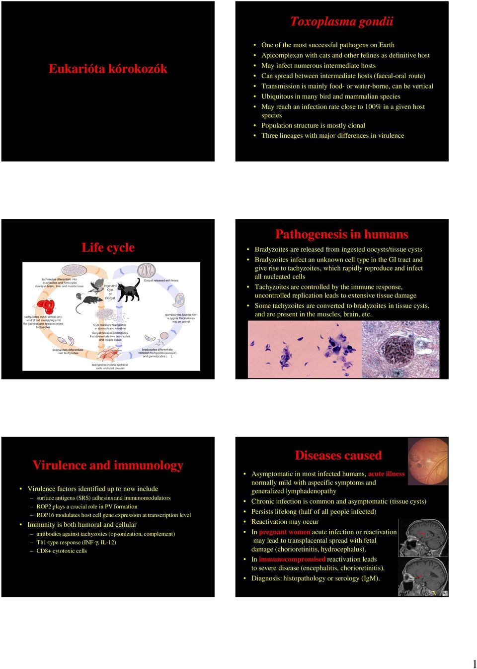 a given host species Population structure is mostly clonal Three lineages with major differences in virulence Life cycle Pathogenesis in humans Bradyzoites are released from ingested oocysts/tissue