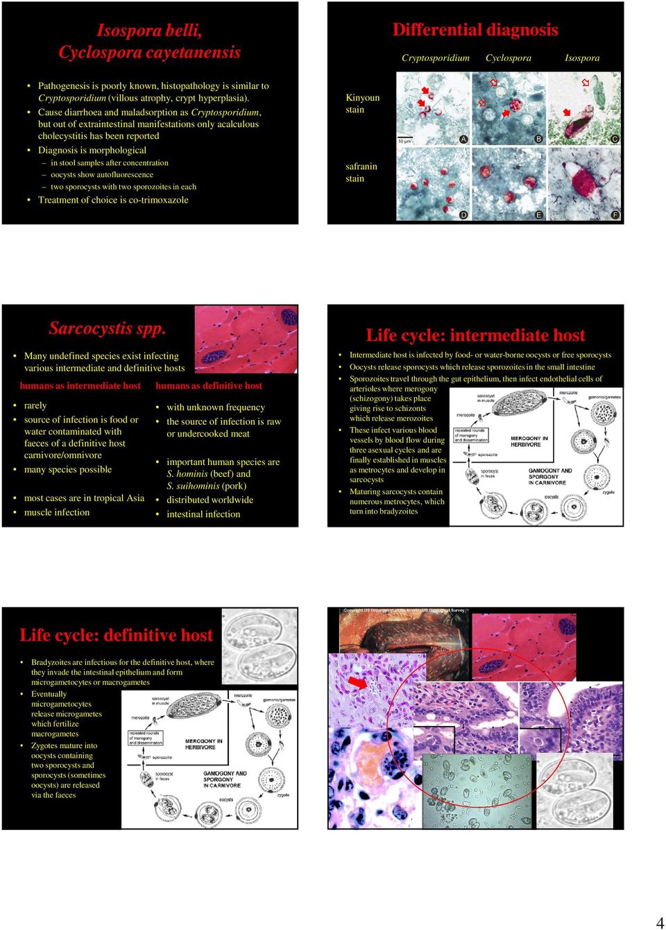 Cause diarrhoea and maladsorption as Cryptosporidium, but out of extraintestinal manifestations only acalculous cholecystitis has been reported Diagnosis is morphological in stool samples after