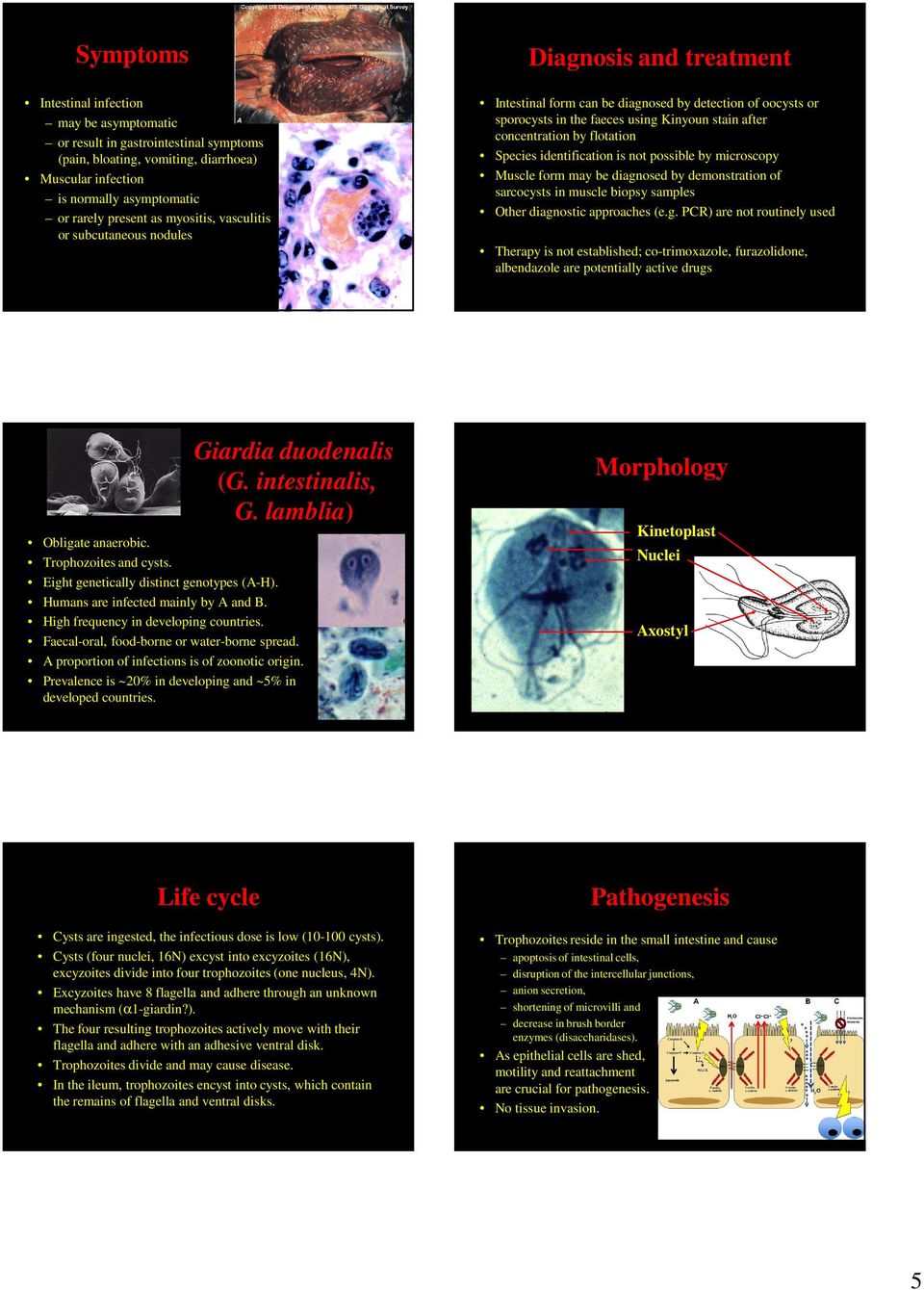 flotation Species identification is not possible by microscopy Muscle form may be diagn