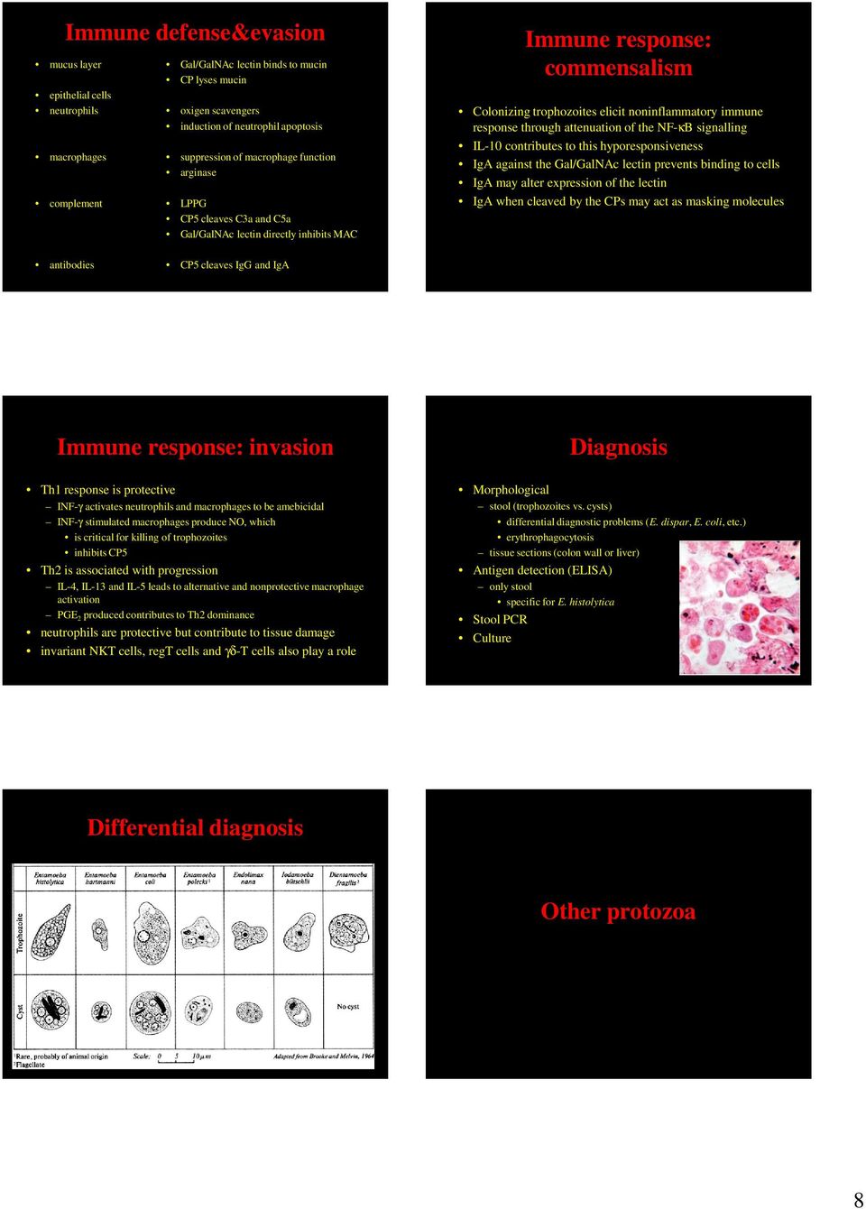 through attenuation of the NF-κB signalling IL-10 contributes to this hyporesponsiveness IgA against the Gal/GalNAc lectin prevents binding to cells IgA may alter expression of the lectin IgA when