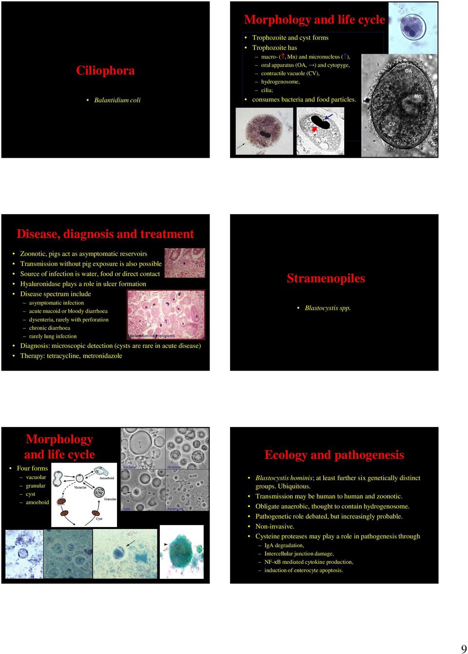 Disease, diagnosis and treatment Zoonotic, pigs act as asymptomatic reservoirs Transmission without pig exposure is also possible Source of infection is water, food or direct contact Hyaluronidase