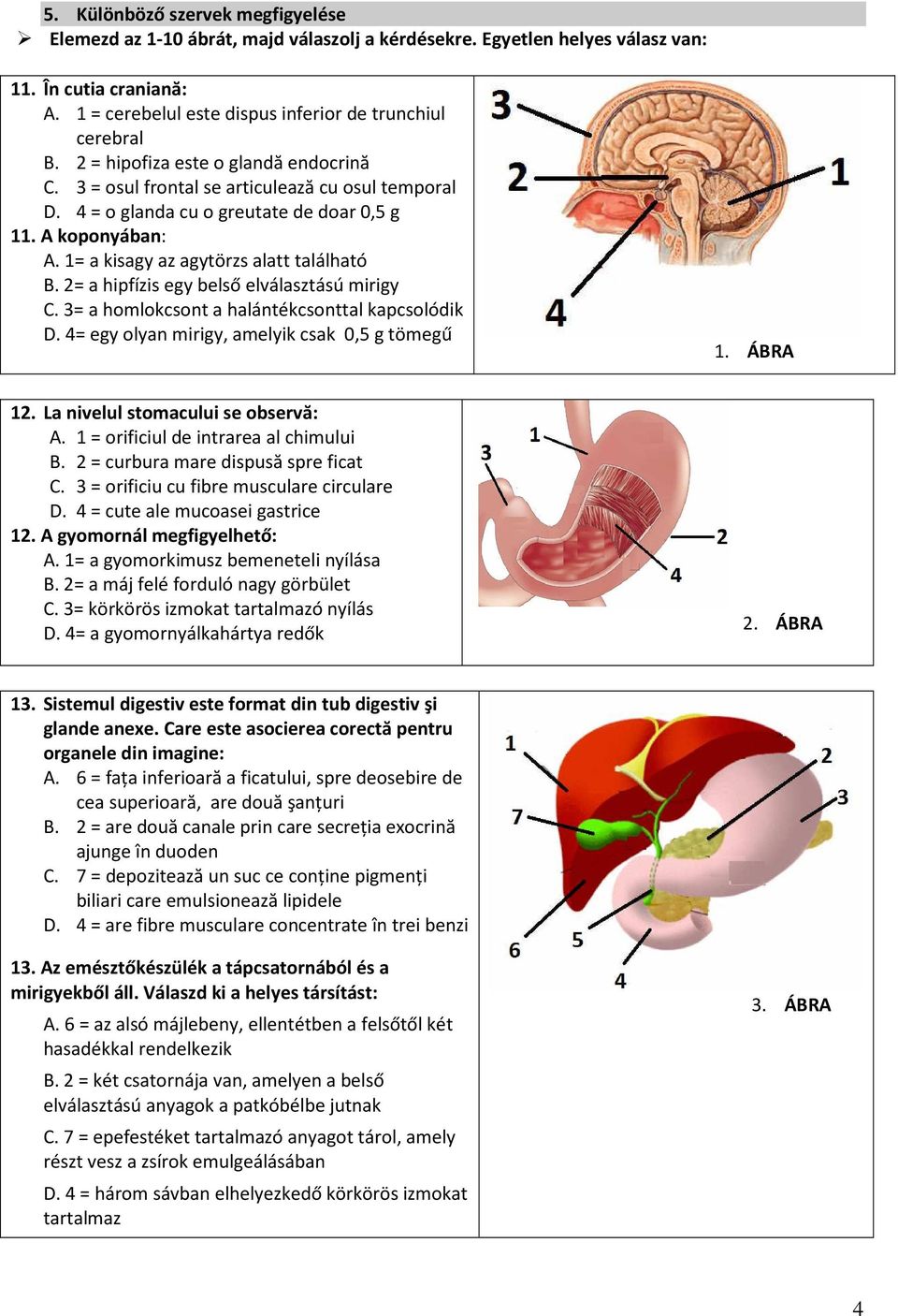 2= a hipfízis egy belső elválasztású mirigy C. 3= a homlokcsont a halántékcsonttal kapcsolódik D. 4= egy olyan mirigy, amelyik csak 0,5 g tömegű 1. ÁBRA 12. La nivelul stomacului se observă: A.