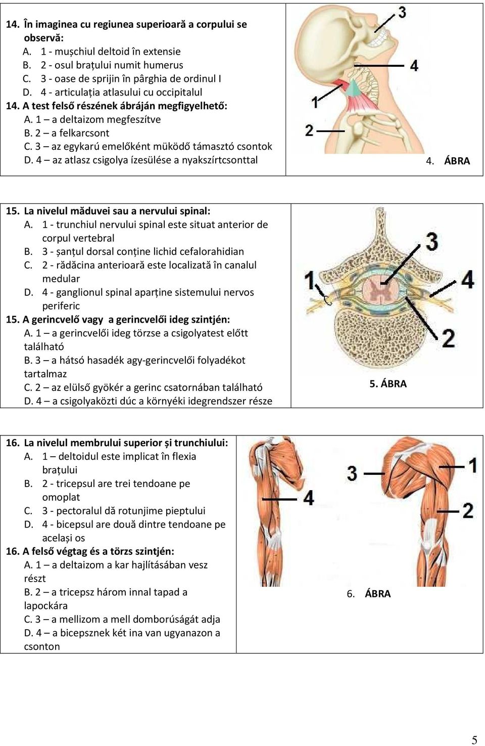 4 az atlasz csigolya ízesülése a nyakszírtcsonttal 4. ÁBRA 15. La nivelul măduvei sau a nervului spinal: A. 1 - trunchiul nervului spinal este situat anterior de corpul vertebral B.