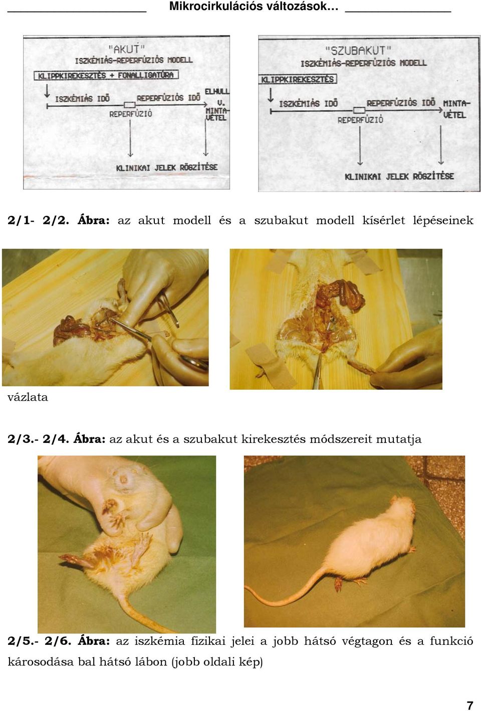 vázlata 2/3.- 2/4.