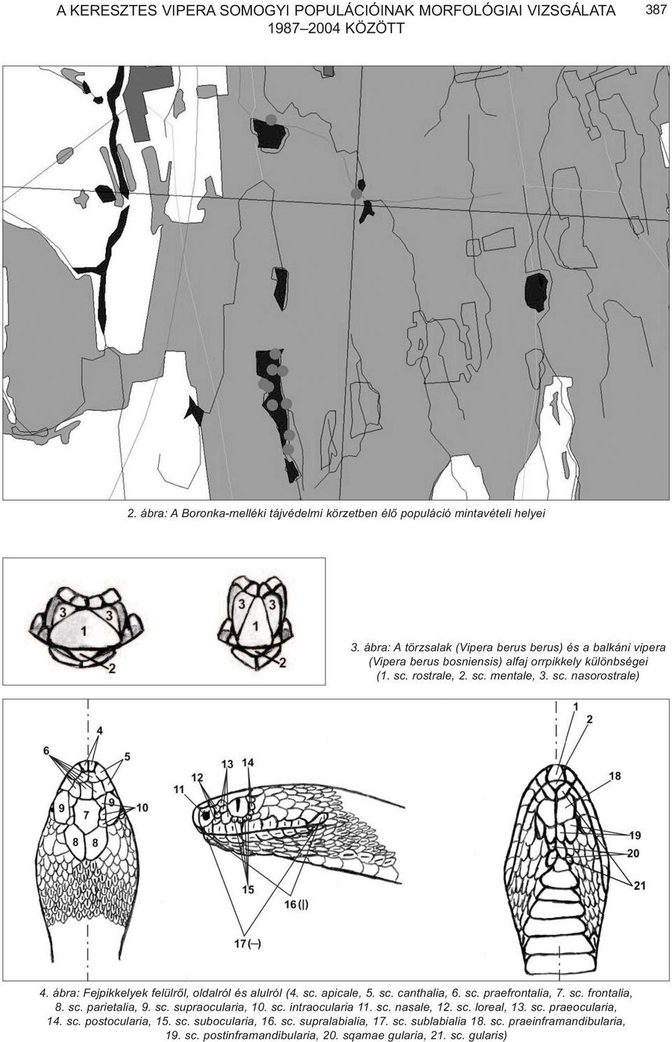 ábra: Fejpikkelyek felülrõl, oldalról és alulról (4. sc. apicale, 5. sc. canthalia, 6. sc. praefrontalia, 7. sc. frontalia, 8. sc. parietalia, 9. sc. supraocularia, 10. sc. intraocularia 11.