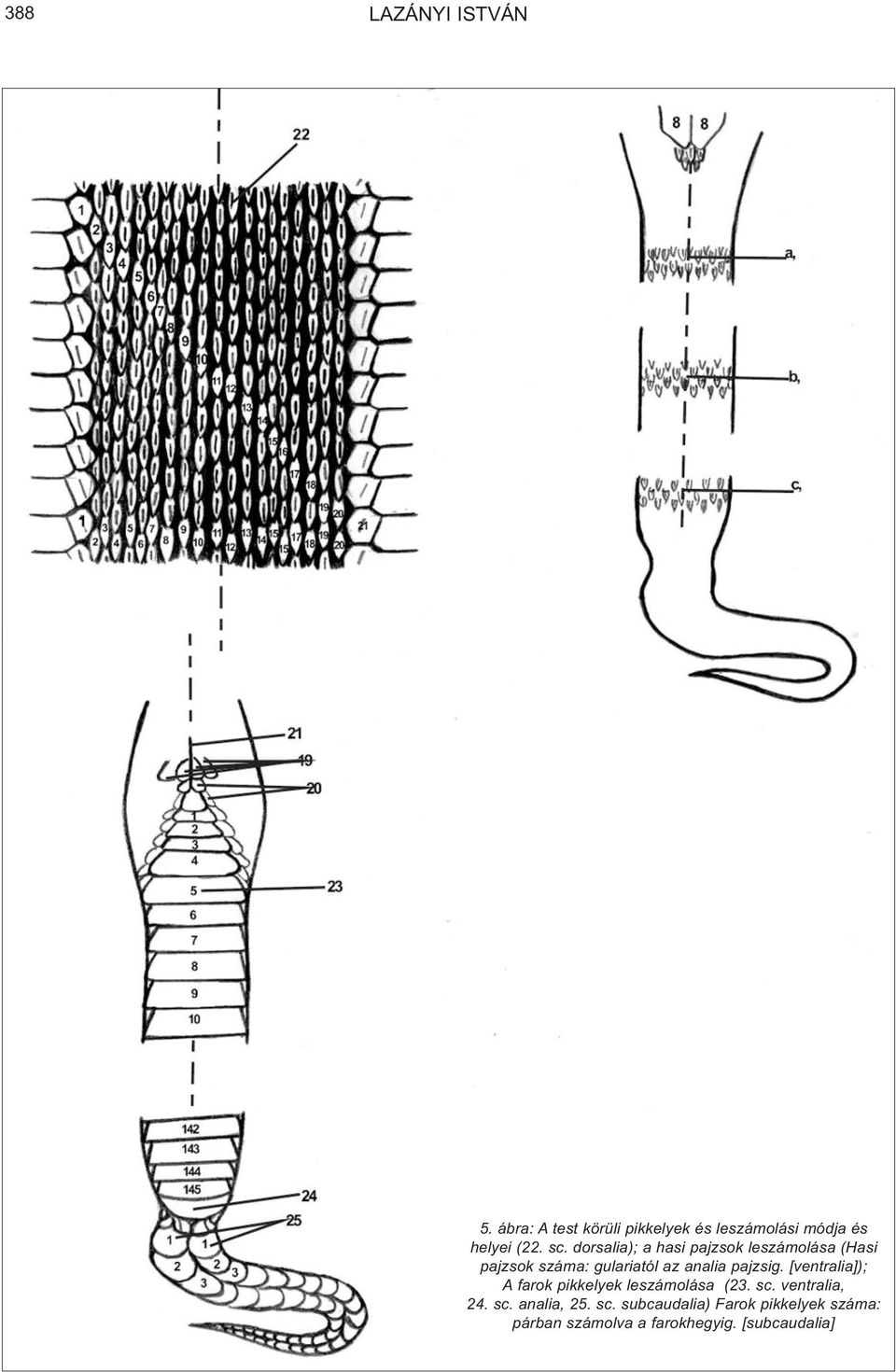 pajzsig. [ventralia]); A farok pikkelyek leszámolása (23. sc. ventralia, 24. sc. analia, 25.