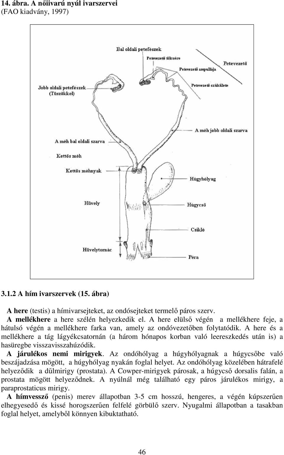 A here és a mellékhere a tág lágyékcsatornán (a három hónapos korban való leereszkedés után is) a hasüregbe visszavisszahúzódik. A járulékos nemi mirigyek.