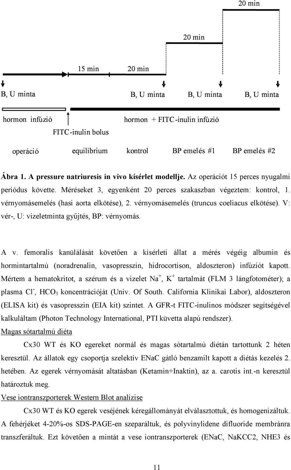 vérnyomásemelés (hasi aorta elkötése), 2. vérnyomásemelés (truncus coeliacus elkötése). V: vér-, U: vizeletminta gyűjtés, BP: vérnyomás. A v.