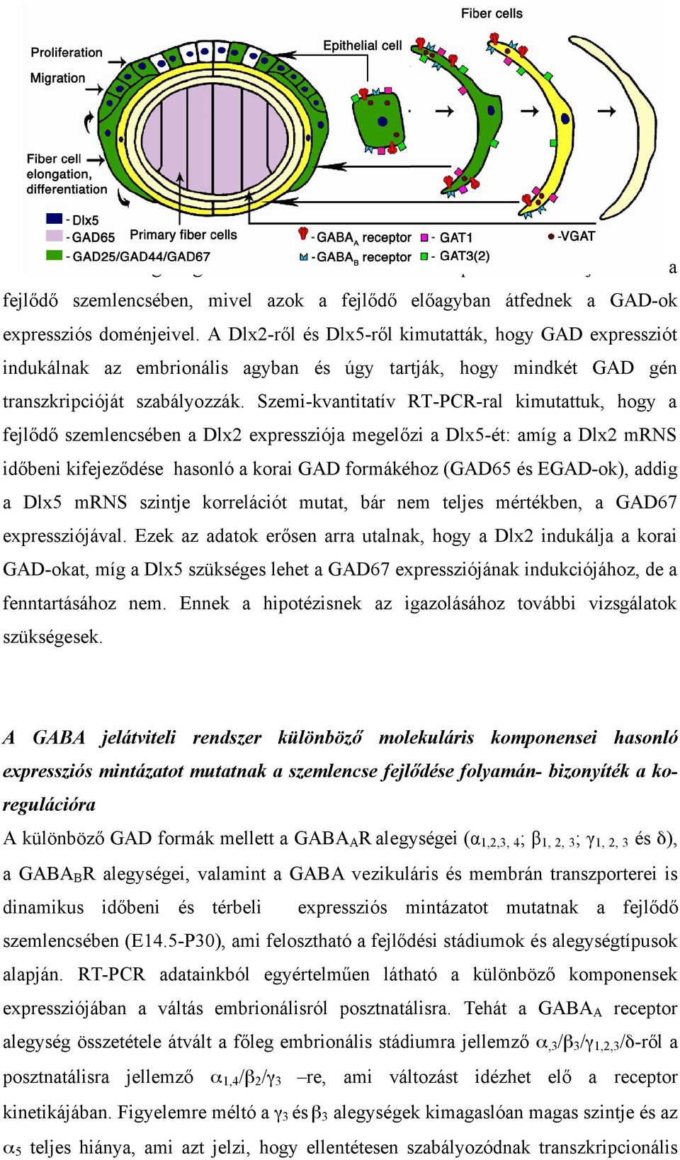 Szemi-kvantitatív RT-PCR-ral kimutattuk, hogy a fejlődő szemlencsében a Dlx2 expressziója megelőzi a Dlx5-ét: amíg a Dlx2 mrns időbeni kifejeződése hasonló a korai GAD formákéhoz (GAD65 és EGAD-ok),