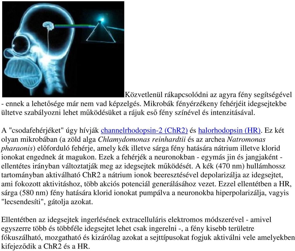 A "csodafehérjéket" úgy hívják channelrhodopsin-2 (ChR2) és halorhodopsin (HR).