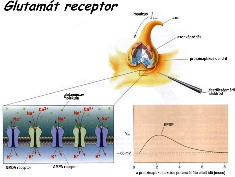 feszültségmérő elektród NMDA receptor AMPA
