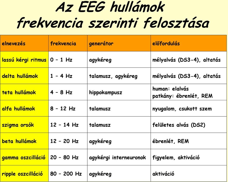 patkány: ébrenlét, REM alfa hullámok 8 12 Hz talamusz nyugalom, csukott szem szigma orsók 12 14 Hz talamusz felületes alvás (DS2) beta