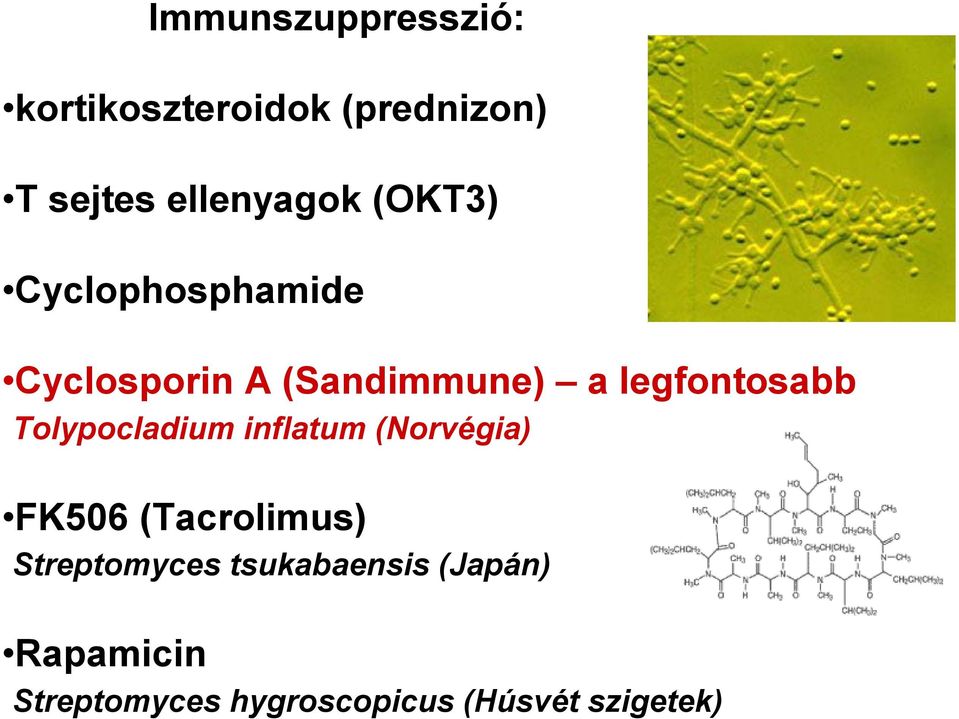 Tolypocladium inflatum (Norvégia) FK506 (Tacrolimus) Streptomyces
