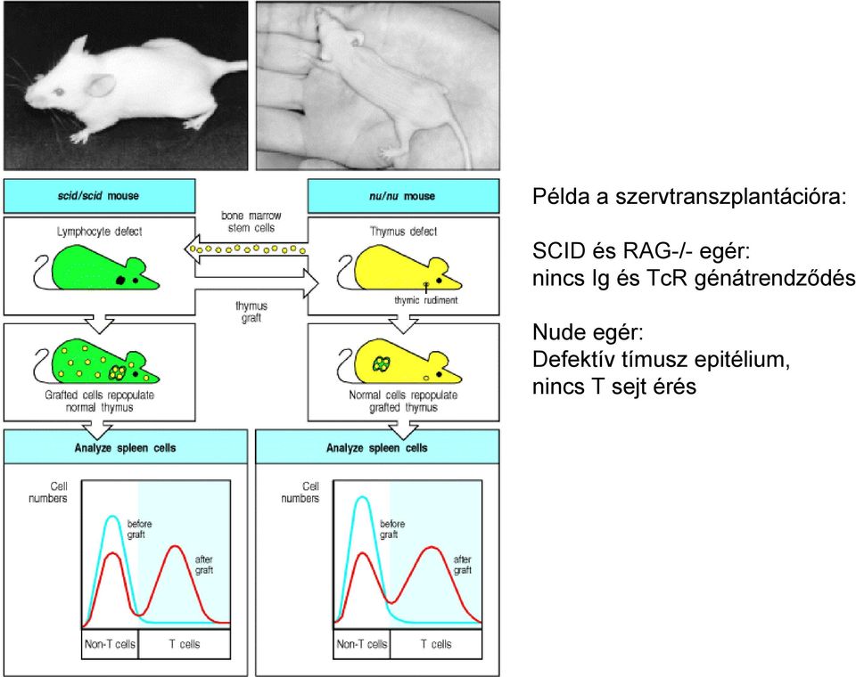 TcR génátrendződés Nude egér: