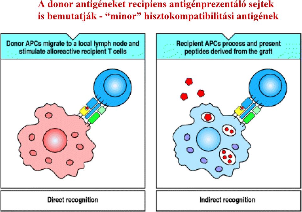 antigénprezentáló sejtek