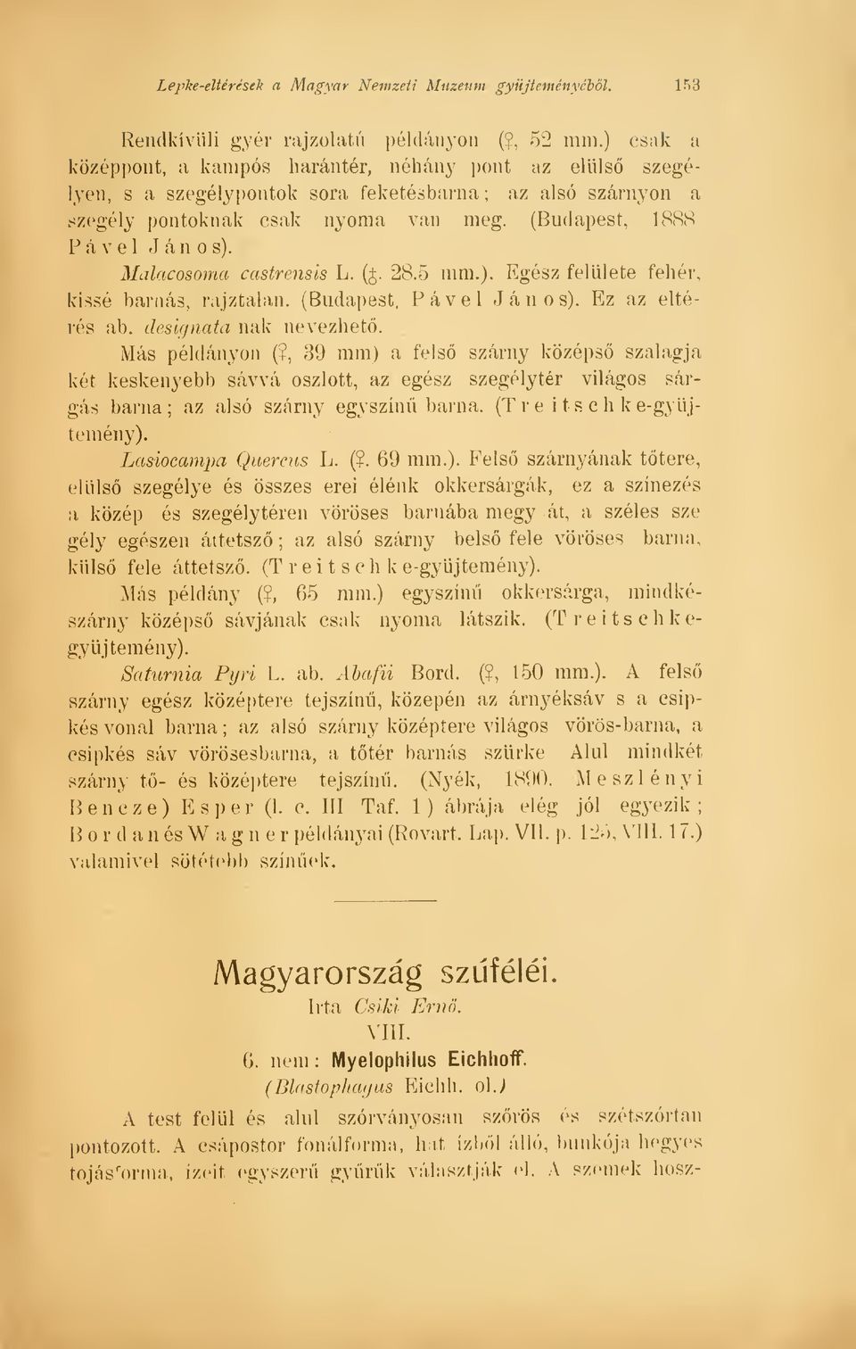 Malacosoma castrensis L. (j. 28.5 mm.). Egész felülete fehér, kissé barnás, rajztalan. (Budapest, Pá vei János). Ez az eltérés ab. designata nak nevezhet. Más példányon (?