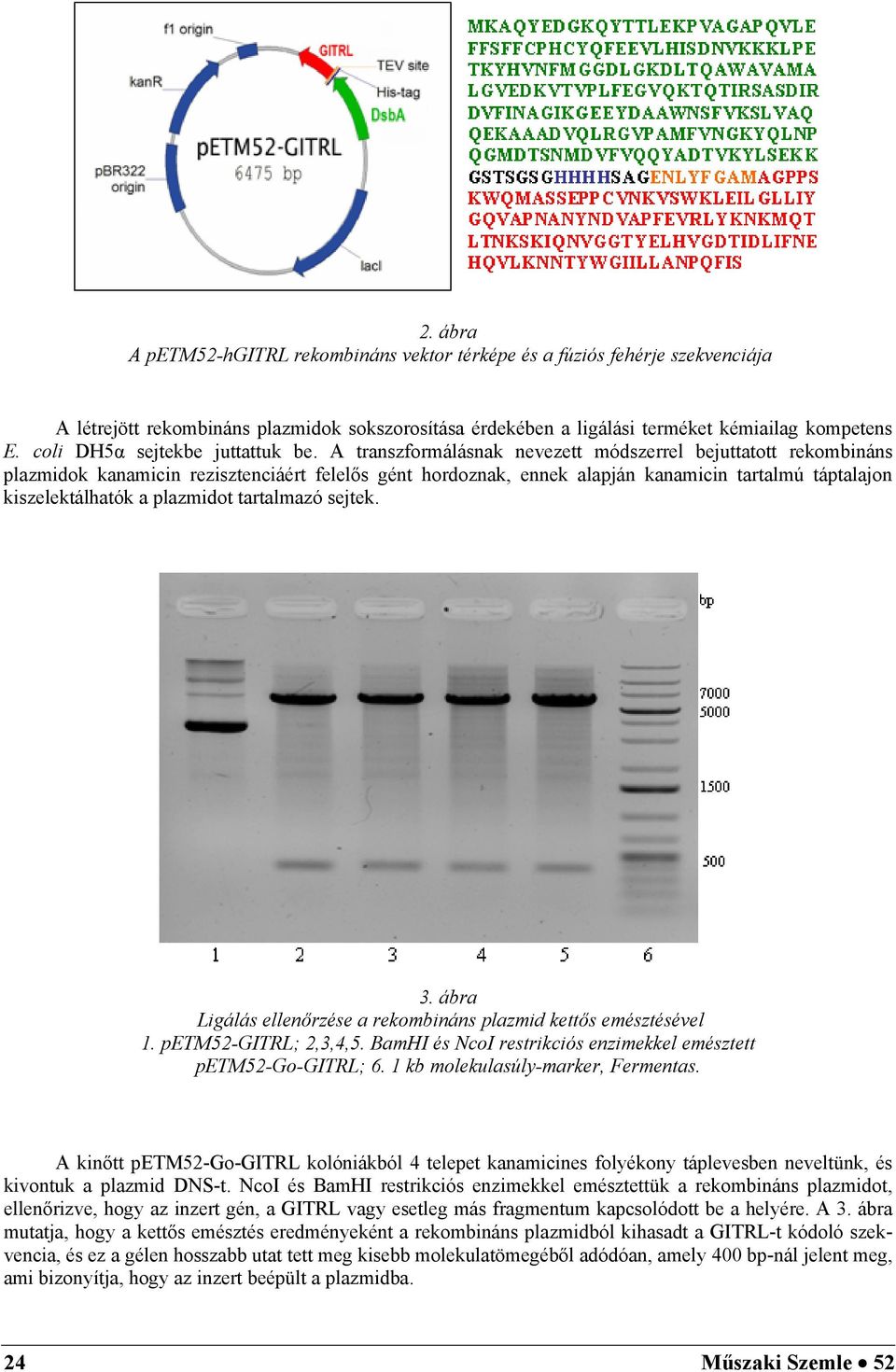 A transzformálásnak nevezett módszerrel bejuttatott rekombináns plazmidok kanamicin rezisztenciáért felelős gént hordoznak, ennek alapján kanamicin tartalmú táptalajon kiszelektálhatók a plazmidot