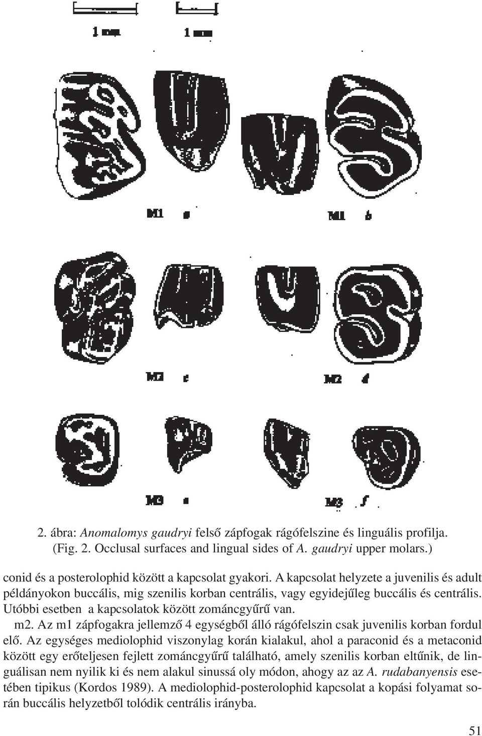 Utóbbi esetben a kapcsolatok között zománcgyûrû van. m2. Az m1 zápfogakra jellemzõ 4 egységbõl álló rágófelszin csak juvenilis korban fordul elõ.