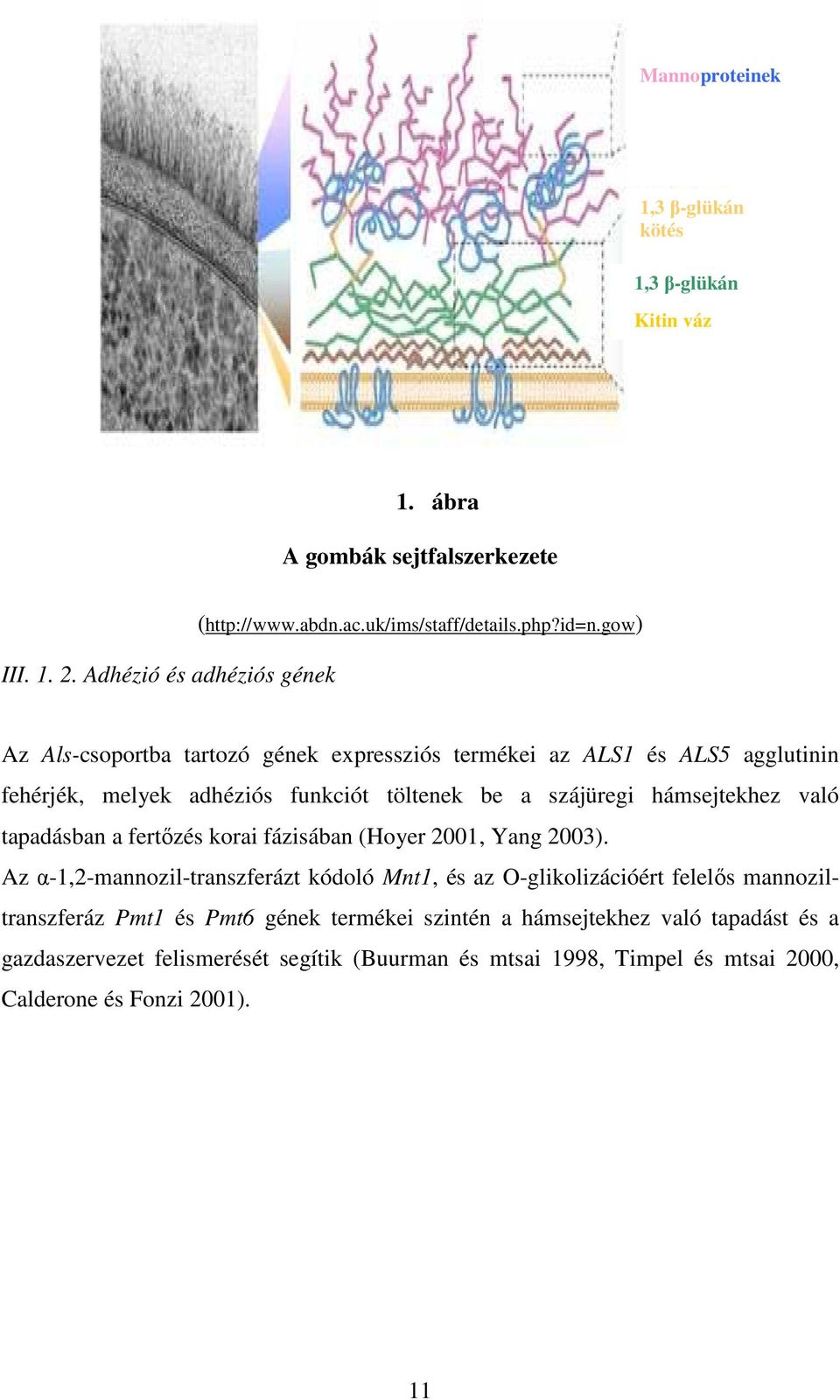 gow) Az Als-csoportba tartozó gének expressziós termékei az ALS1 és ALS5 agglutinin fehérjék, melyek adhéziós funkciót töltenek be a szájüregi hámsejtekhez való