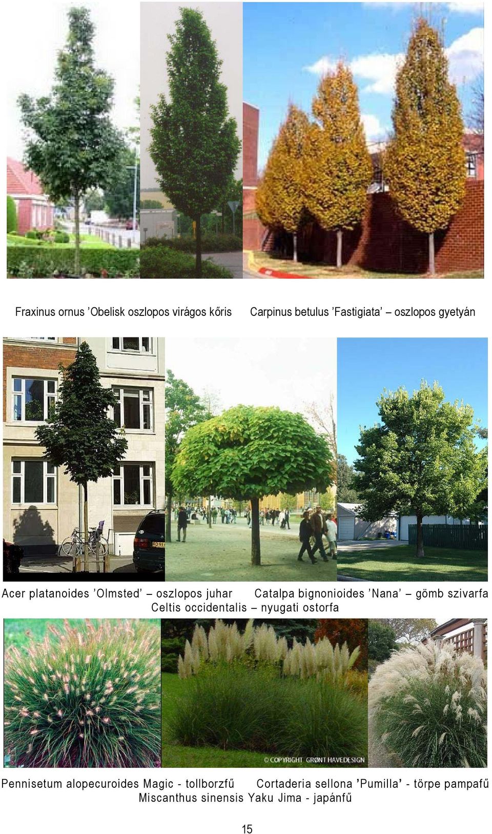 szivarfa Celtis occidentalis nyugati ostorfa Pennisetum alopecuroides Magic -