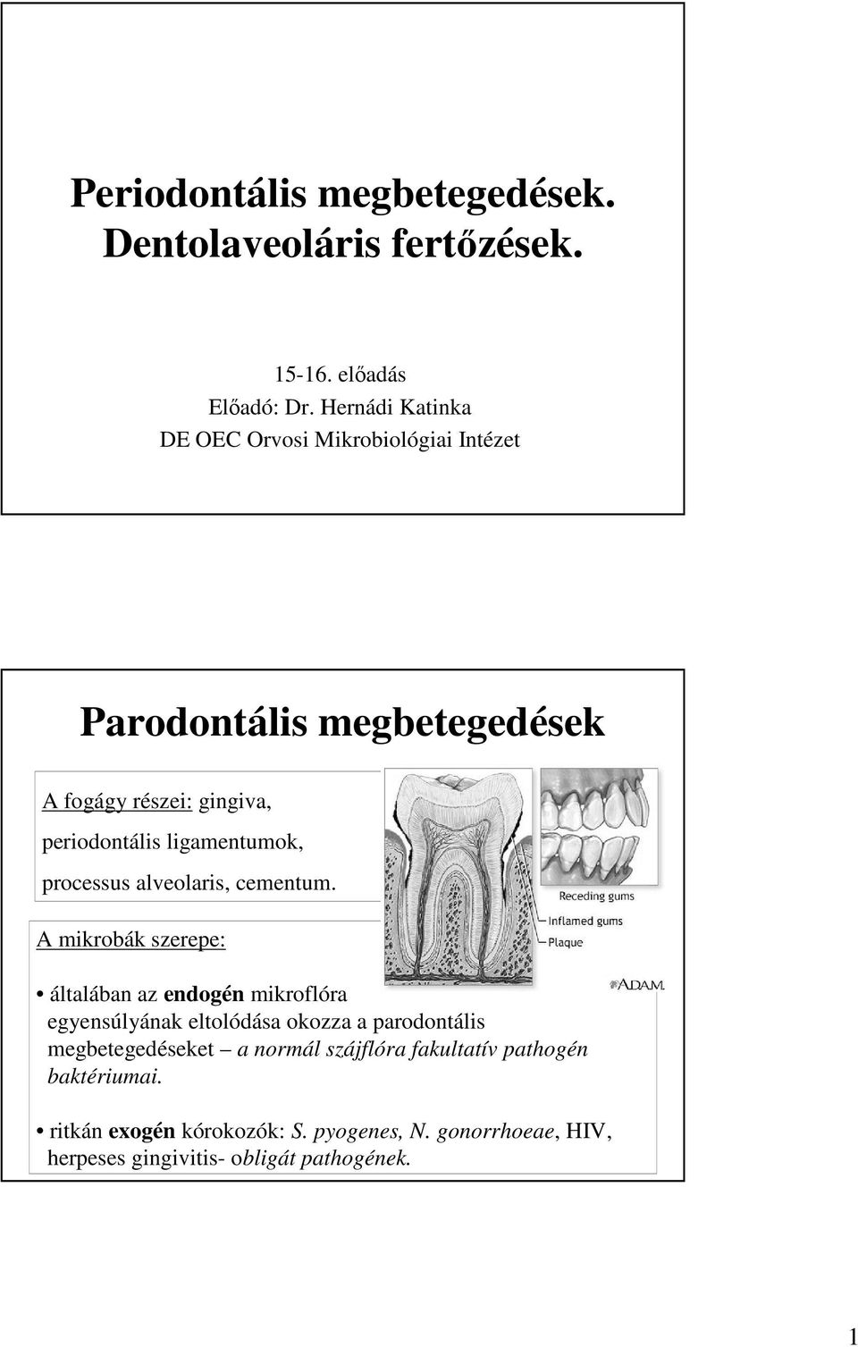 ligamentumok, processus alveolaris, cementum.