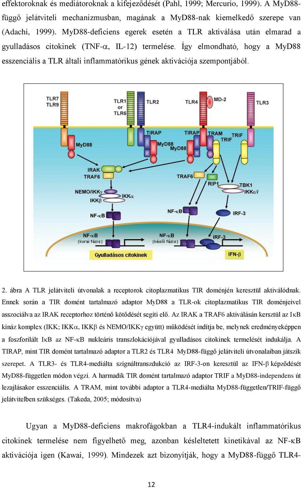 Így elmondható, hogy a MyD88 esszenciális a TLR általi inflammatórikus gének aktivációja szempontjából. 2.