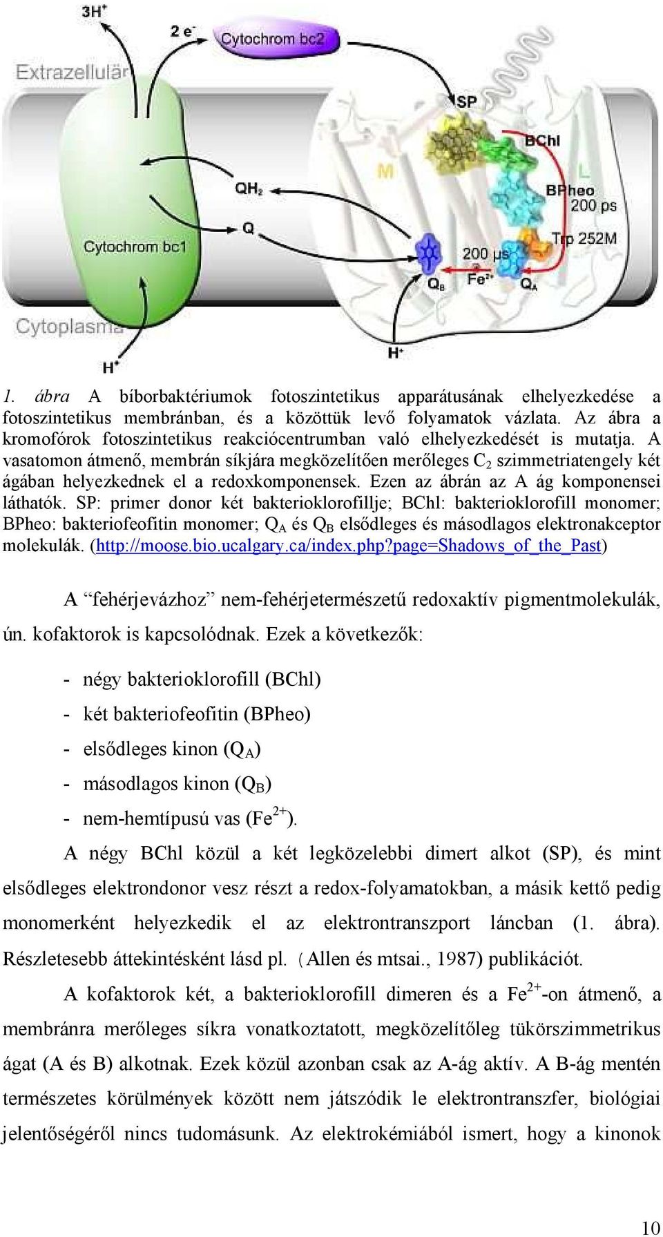 A vasatomon átmenı, membrán síkjára megközelítıen merıleges C 2 szimmetriatengely két ágában helyezkednek el a redoxkomponensek. Ezen az ábrán az A ág komponensei láthatók.