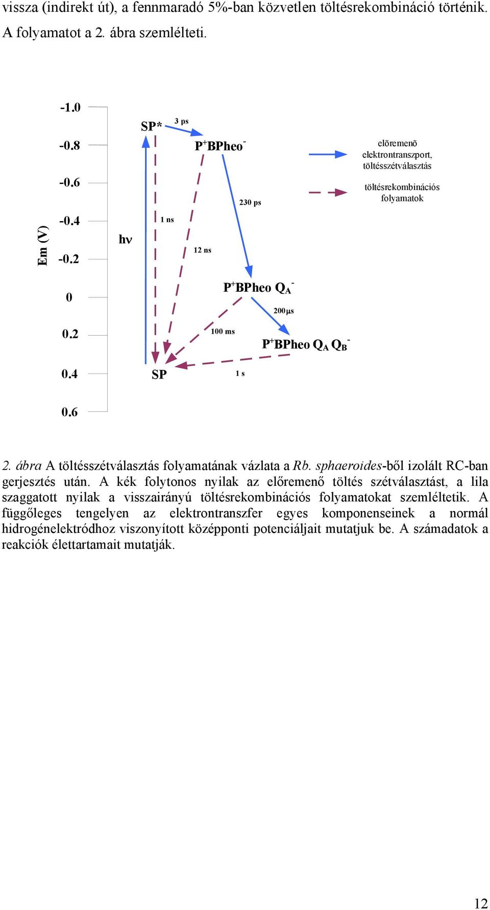 2 100 ms P + BPheo Q A Q B - 0.4 SP 1 s 0.6 2. ábra A töltésszétválasztás folyamatának vázlata a Rb. sphaeroides-bıl izolált RC-ban gerjesztés után.