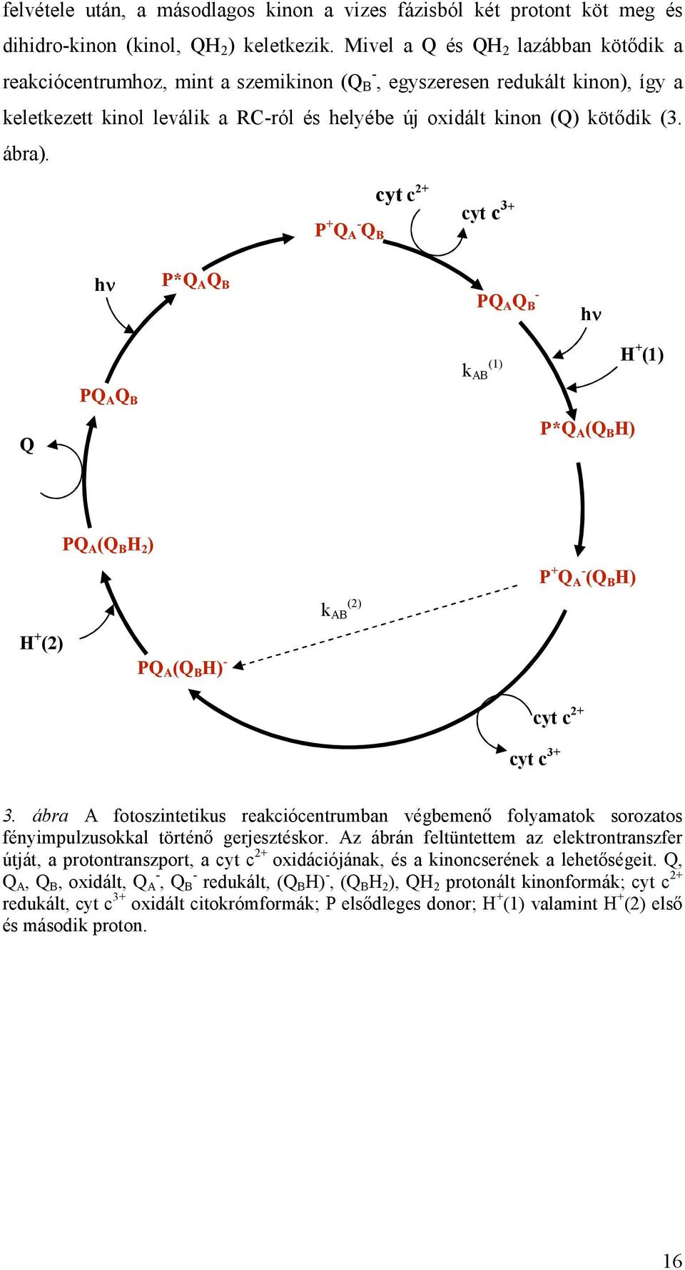 ábra). P + Q A - Q B cyt c 2+ cyt c 3+ hν P*Q A Q B PQ A Q B - hν k AB (1) H + (1) Q PQ A Q B P*Q A (Q B H) H + (2) PQ A (Q B H 2 ) PQ A (Q B H) - k AB (2) P + Q A - (Q B H) cyt c 2+ cyt c 3+ 3.