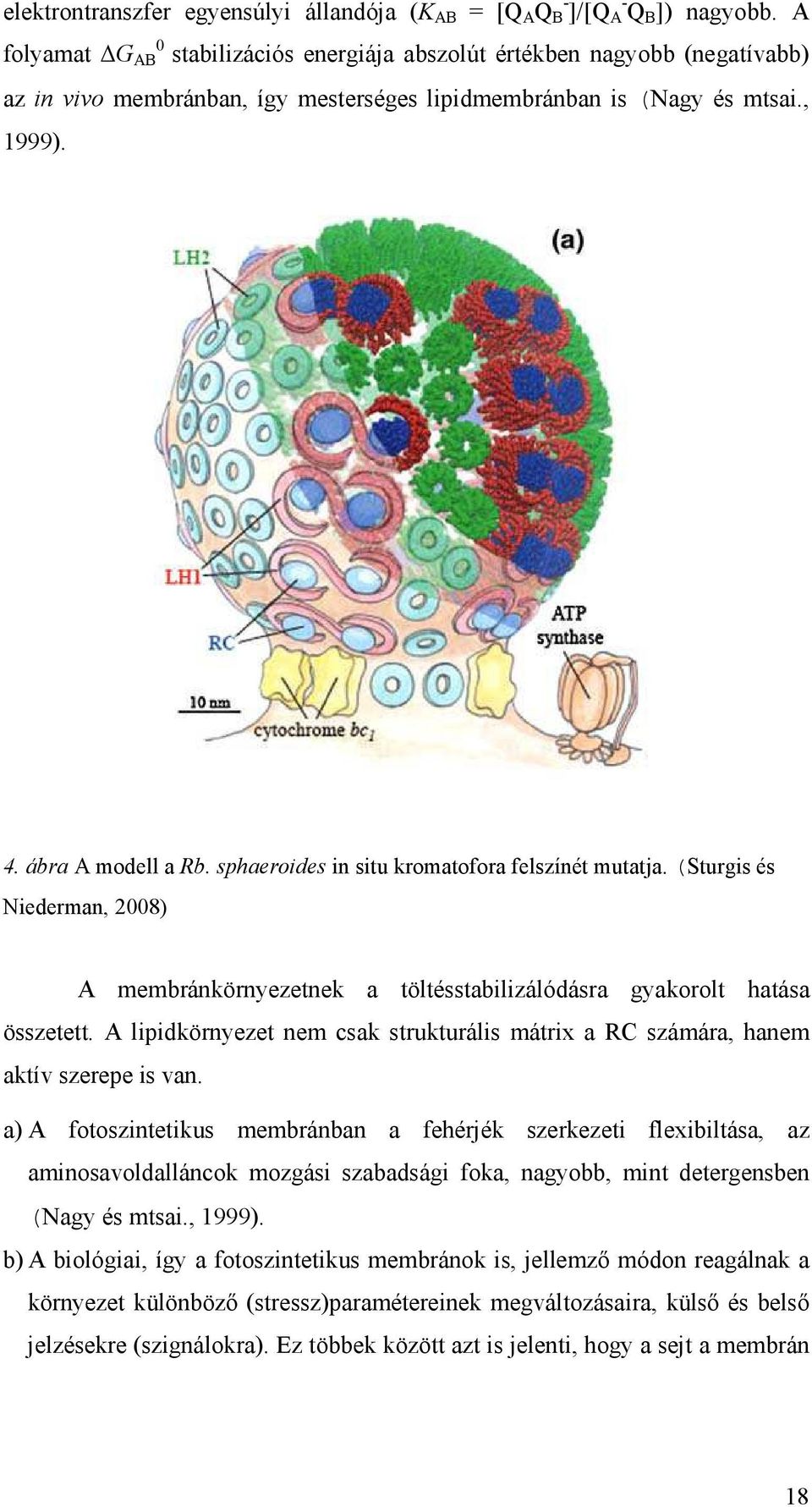 sphaeroides in situ kromatofora felszínét mutatja. (Sturgis és Niederman, 2008) A membránkörnyezetnek a töltésstabilizálódásra gyakorolt hatása összetett.