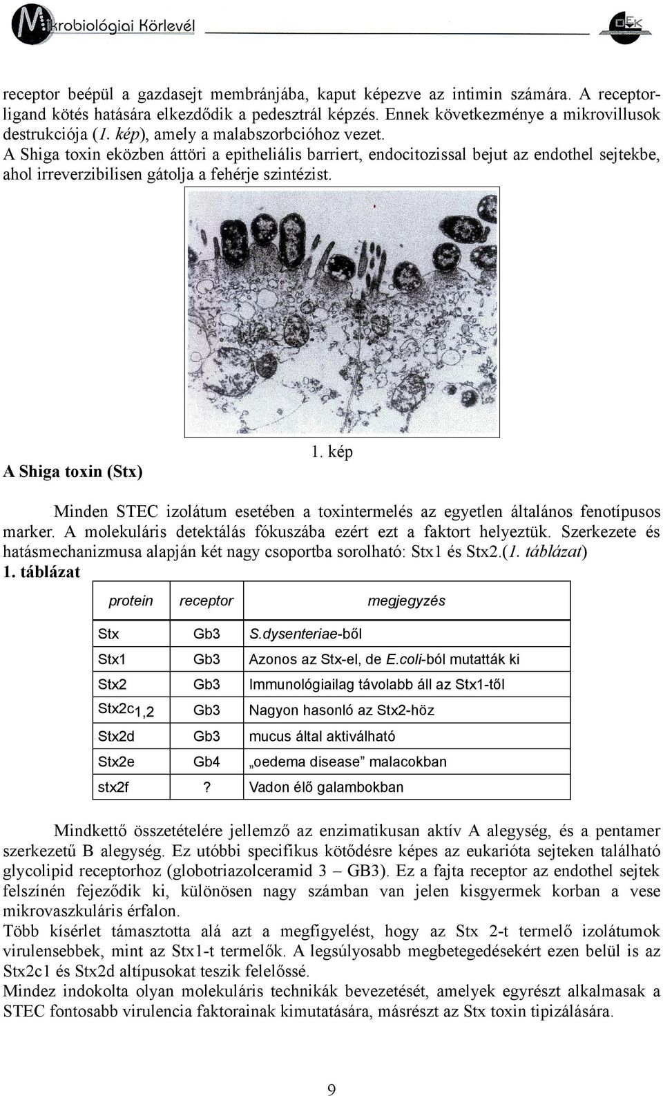 . kép A Shiga toxin (Stx) Minden STEC izolátum esetében a toxintermelés az egyetlen általános fenotípusos marker. A molekuláris detektálás fókuszába ezért ezt a faktort helyeztük.