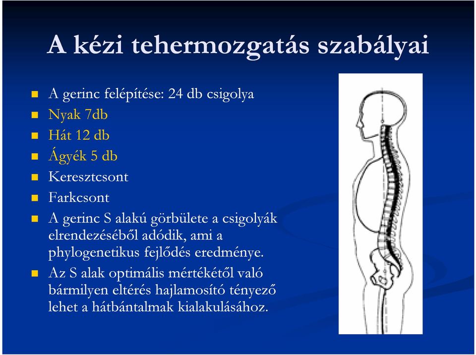 elrendezésébıl adódik, ami a phylogenetikus fejlıdés eredménye.