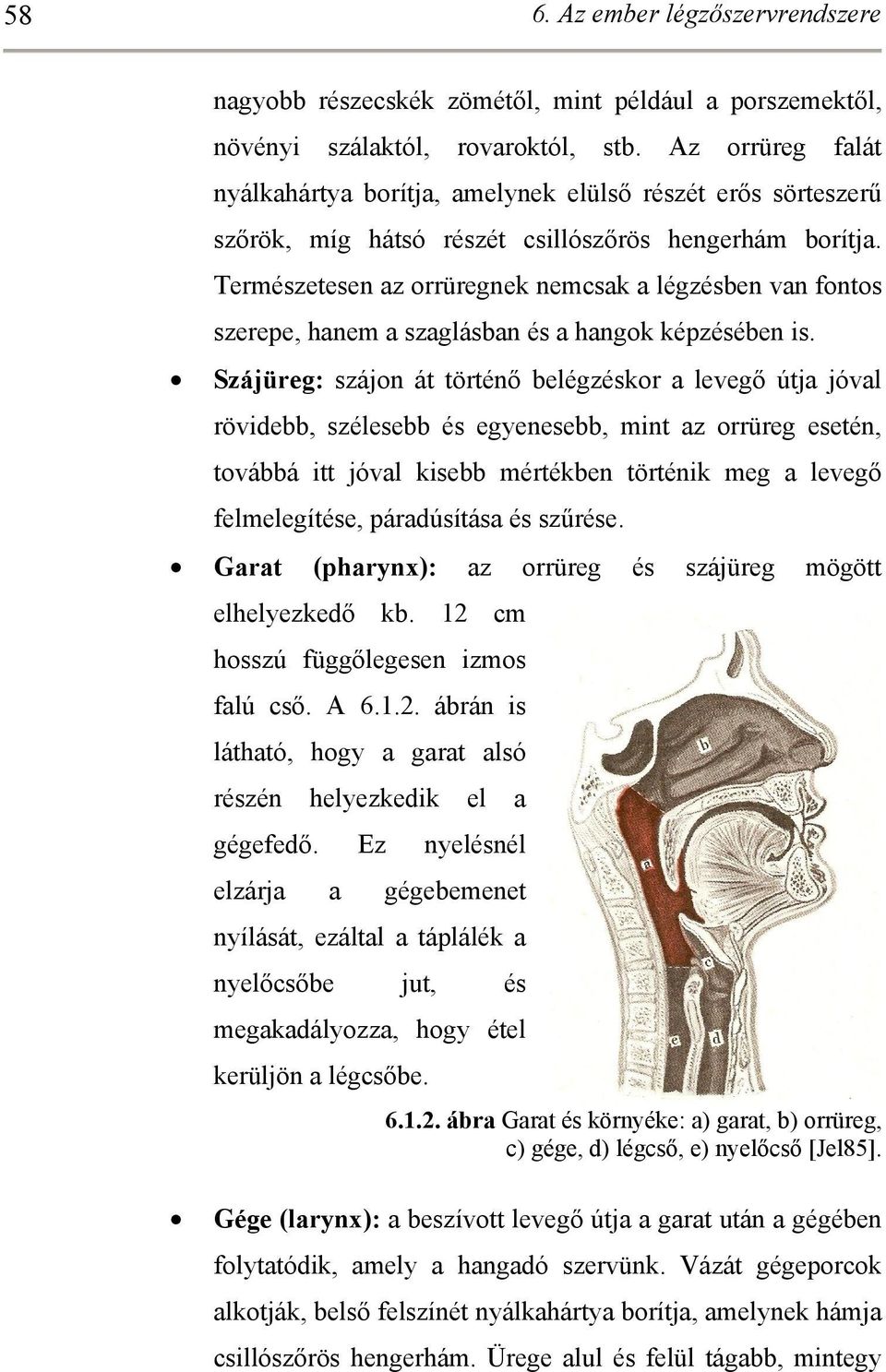 Természetesen az orrüregnek nemcsak a légzésben van fontos szerepe, hanem a szaglásban és a hangok képzésében is.