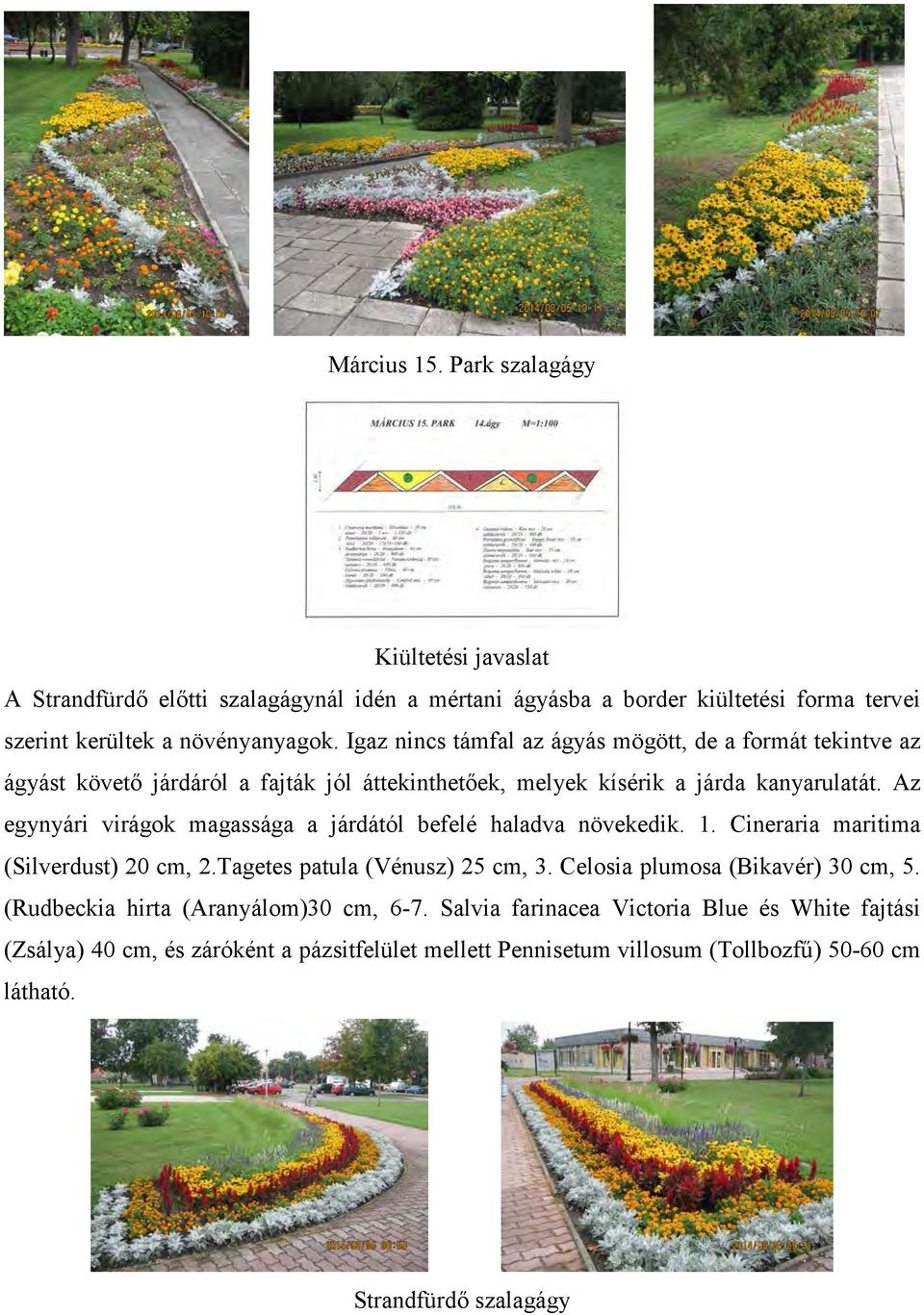 Az egynyári virágok magassága a járdától befelé haladva növekedik. 1. Cineraria maritima (Silverdust) 20 cm, 2.Tagetes patula (Vénusz) 25 cm, 3.